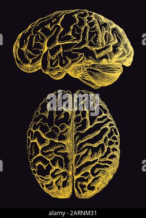 Gold human brain, vintage anatomical vector illustration over black background Stock Vector