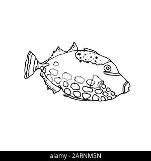 Clown trigger fish. Hand drawing sketch. Black outline on white background. Vector illustration can be used in greeting cards, posters, flyers, banners, logo, further design etc. EPS10 Stock Vector