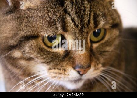Brown tabby cat, yellow eyes, close up, annoyed Stock Photo
