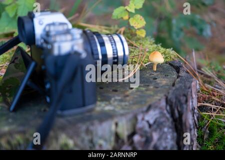 camera on a tree stump in the forest, lens focused on a mushroom, close-up. Stock Photo