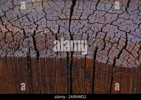 nice large image of polished wood texture Stock Photo