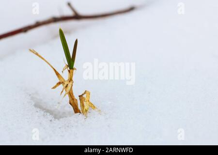 Green plant sprouting through snow in winter Stock Photo