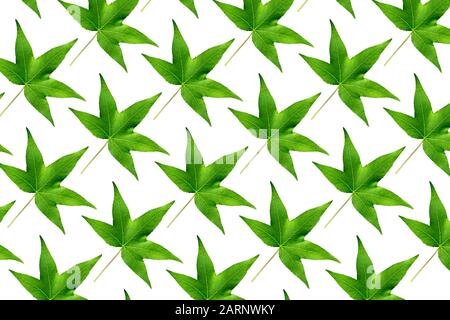 Nature background.Pattern of green maple leaves on white background. Springtime concept Stock Photo