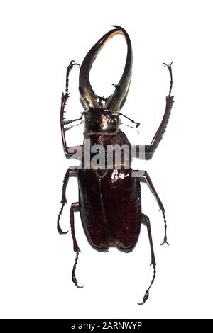 Big brown beetle, isolate on a white background Stock Photo