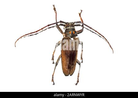 Big brown beetle, isolate on a white background Stock Photo