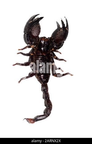 Black scorpion, isolate on a white background Stock Photo