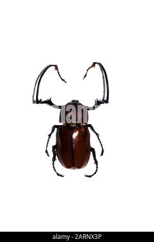 Big brown beetle, isolate on a white background, phillognathus hauseri Stock Photo