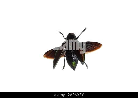 Big brown beetle, isolate on a white background, euchroma gigantea Stock Photo