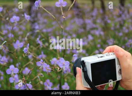 Closeup female's hand holding a camera taking picture with blurry purple flowers field in background Stock Photo