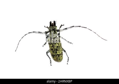 Big green beetle, isolate on a white background, cerambycidae Stock Photo