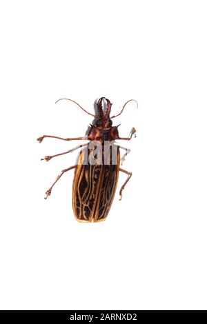 Big brown beetle, isolate on a white background, macrobontia Stock Photo