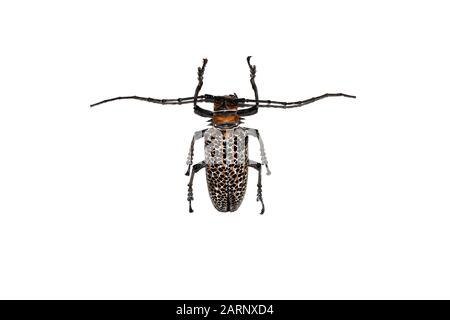 Big brown beetle, isolate on a white background, cerambycidae Stock Photo