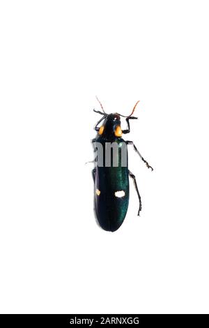 Big green beetle, isolate on a white background, meraloxantha Stock Photo