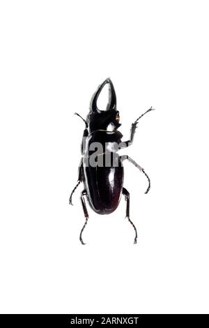 Big brown beetle, isolate on a white background, odontolabis dalmanni Stock Photo