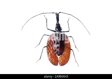 Big brown beetle, isolate on a white background, mormolyce phillodes Stock Photo