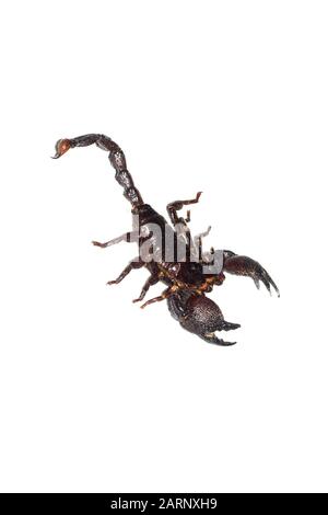Black scorpion, isolate on a white background Stock Photo
