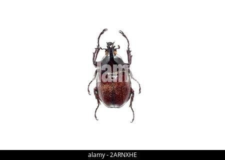 Big brown beetle, isolate on a white background, chalcosoma caucasus Stock Photo
