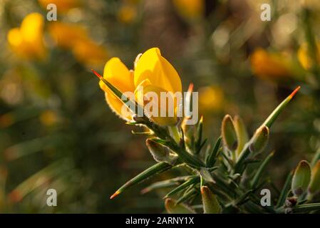 Yellow flowers and sharp thorns on a gorse bush in winter in the UK Stock Photo