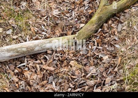 Broken log on the grass and leaves in the forest Stock Photo