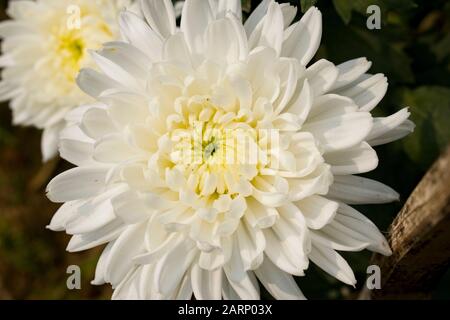 Chrysanthemums sometimes called mums or chrysanths, are flowering plants of the genus Chrysanthemum in the family Asteraceae. Stock Photo