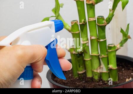 Potted green plant and atomizer close up Stock Photo