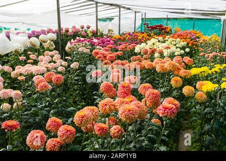 Dahlia flower cultivation in a plant nursery polytunnel Stock Photo