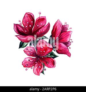 Plum blossom pink flowers, hand drawn watercolor Asian vintage design. Isolated Japanese plum or Chinese apricot meihua flower blossoms with textured petals and green leaves, floral art decoration Stock Photo