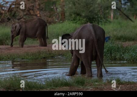 Sri Lankan elephant refugee camp. 'Udawalawe' Transit Home is a refuge for baby elephants, the majority which have been affected by the tragic inciden Stock Photo