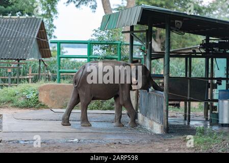 Sri Lankan elephant refugee camp. 'Udawalawe' Transit Home is a refuge for baby elephants, the majority which have been affected by the tragic inciden Stock Photo