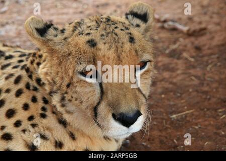 Tamed cheetah named 'Eddie' Lion and Rhino Park Nature Reserve, Kromdraai, Krugersdorp, West Rand, Gauteng Province, South Africa. Stock Photo