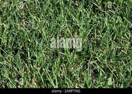 Close up of a southern lawn with thick Bermuda grass growing during the summer months. Stock Photo