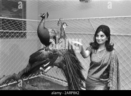 Stewardess of Air India with the peacock couple, which Prince Willem Alexander will be offered by Air India Date: April 2, 1969 Keywords: offers, peacocks, flight attendants Personal name: Air India, Willem-Alexander, Prince of Orange Stock Photo