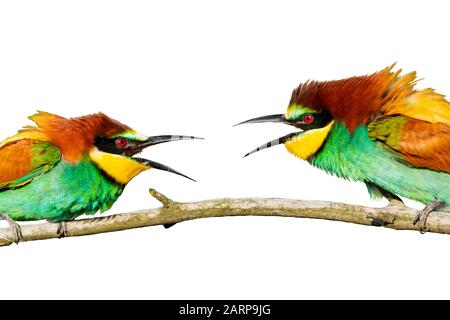beautiful colored birds conflict isolated on a white background Stock Photo