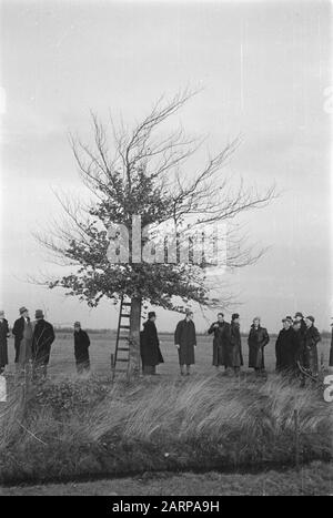 pruning, workers, ladders Date: undated Keywords: workers, ladders, pruning Stock Photo