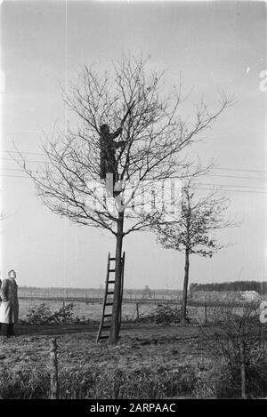 pruning, workers, ladders Date: undated Keywords: workers, ladders, pruning Stock Photo