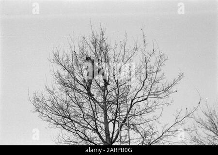 pruning, workers, double tops Date: undated Keywords: workers, double tops, pruning Stock Photo