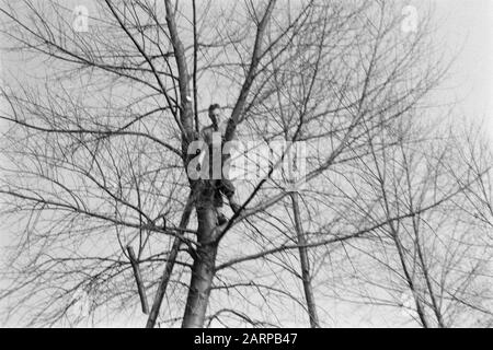 pruning, workers Date: undated Keywords: workers, pruning Stock Photo