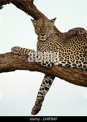Leopard in tree looking into the camera, Samburu National Reserve, Kenya Stock Photo