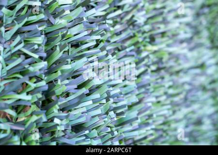 Artificial hedge. Green texture. Selective focus. Background. Stock Photo