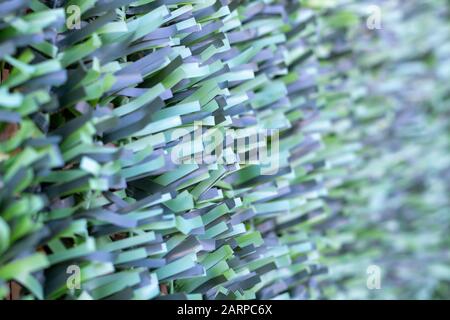 Artificial hedge. Green texture. Selective focus. Background. Stock Photo