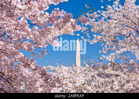 Washington DC, USA with the Washington Monument surrounded by cherry blossoms in spring season. Stock Photo