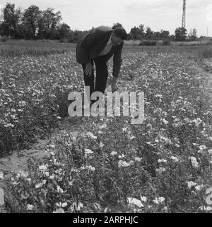 Dutch farmers are going to set up a business in France  Dutch grower in France Date: 1945 Keywords: Horticulture, World War II Stock Photo