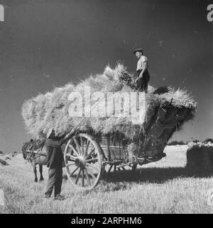 Dutch farmers are going to set up a business in France  World War II, Agriculture Date: August 1945 Location: France Keywords: Agriculture, World War II Stock Photo