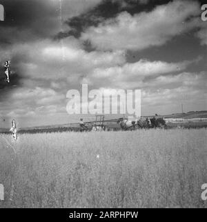 Dutch farmers are going to set up a business in France  World War II, agriculture Date: 1945 Location: France Keywords: agriculture, World War II Stock Photo