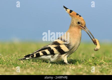 Hoopoe with its prey Stock Photo