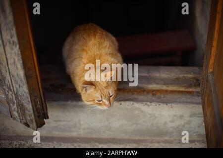 Red cat sitting on the threshold of an old barn with the doors open. Stock Photo