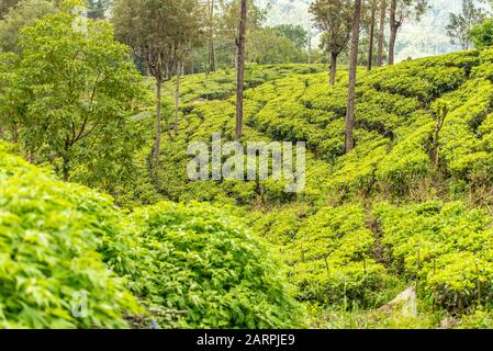 Tea Factory in tea plantation near Haputale. Sri Lanka. Stock Photo