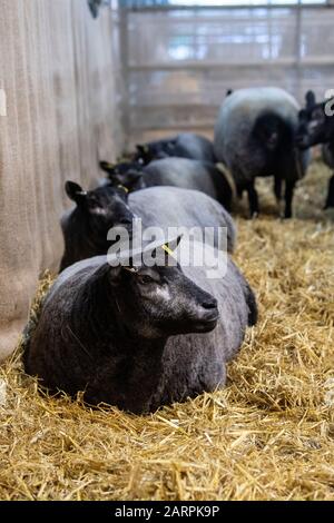 Blue Texel sheep sat in a pen of straw at a sale. Cumbria, UK. Stock Photo