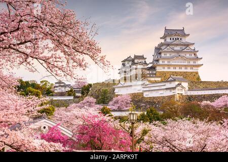 Himeji, Japan at Himeji Castle in spring with cherry blossoms in full bloom. Stock Photo