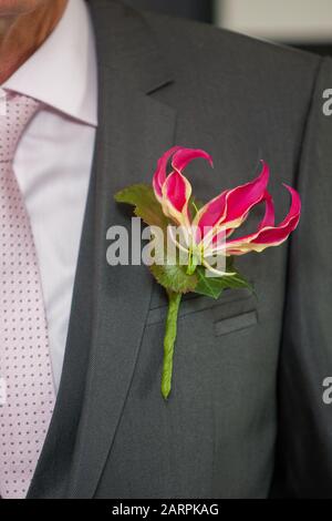 Colorful Pink orchid as a boutonniere in a Dark Groom Suit Stock Photo